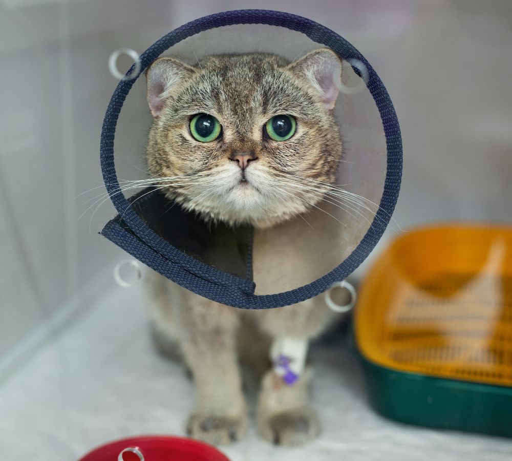 cat wearing a cone