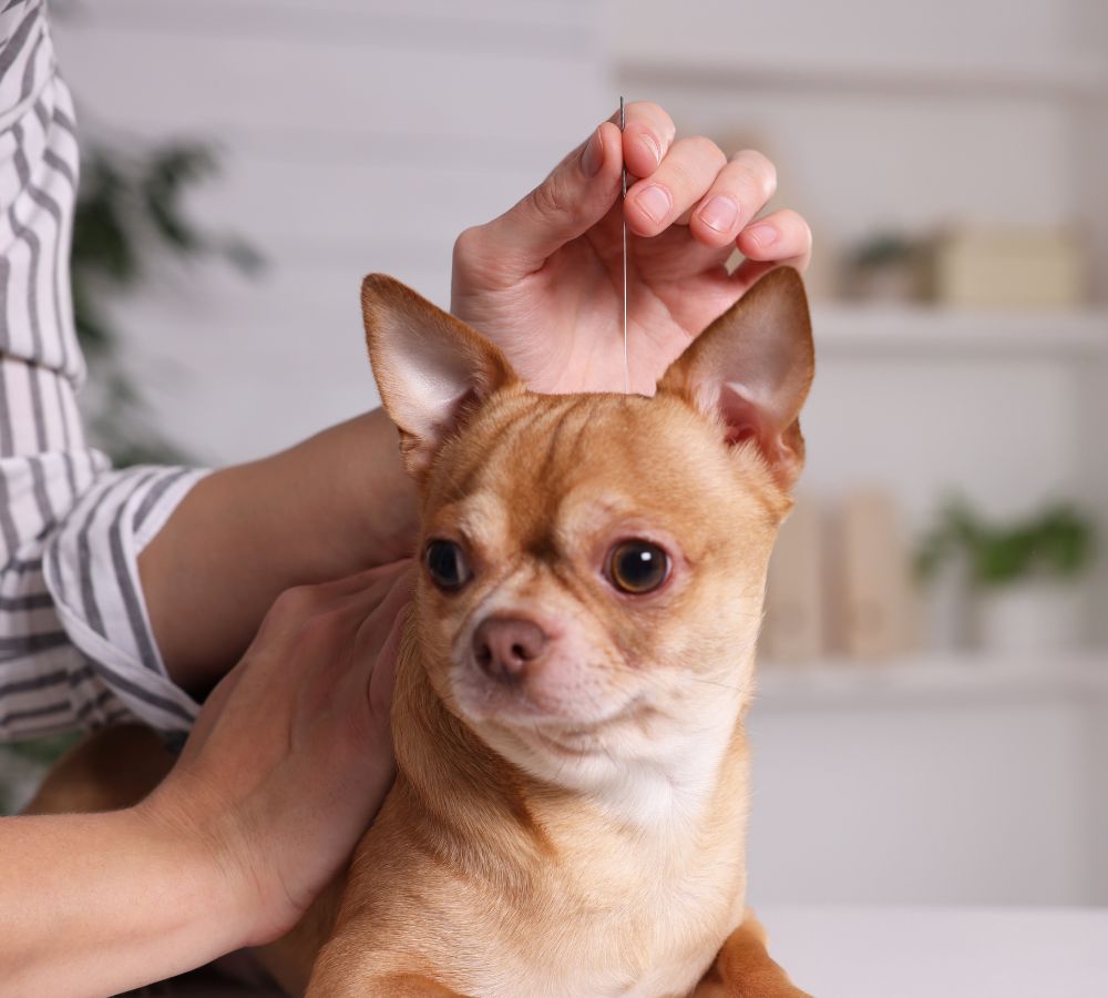 pet acupuncture