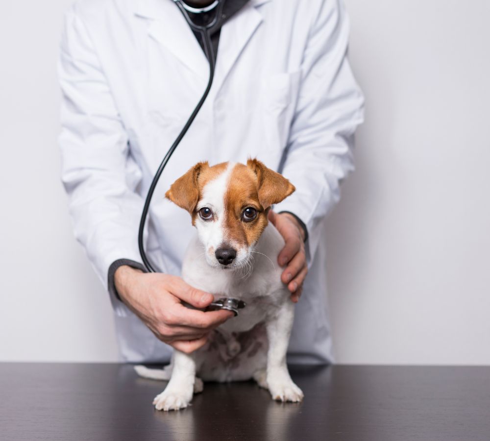 veterinarian examines a dog