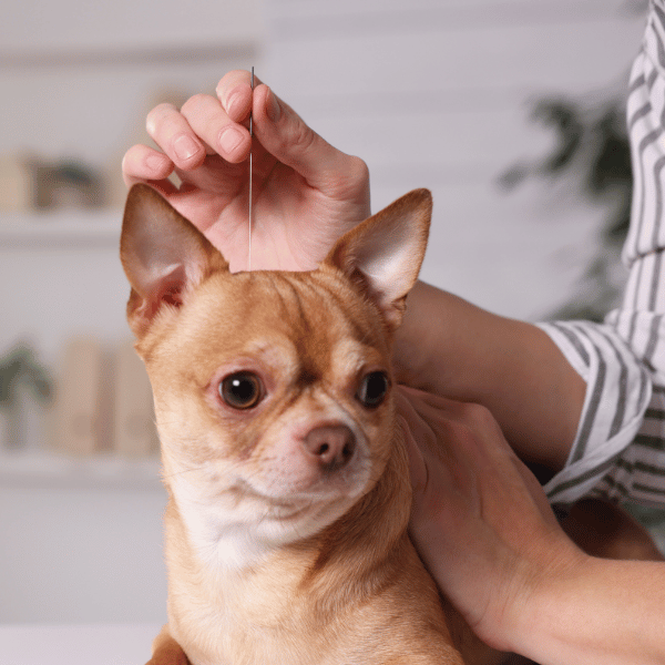 A woman is seen petting a small dog on a table