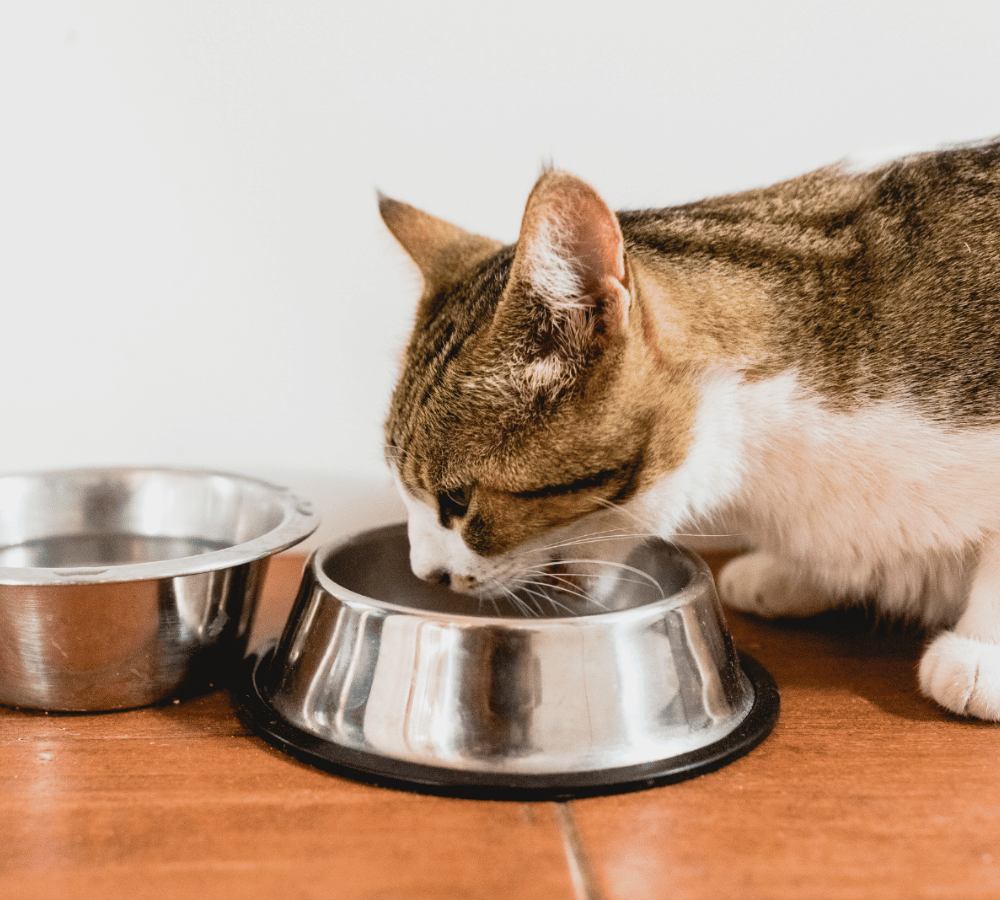 A cat enjoying food