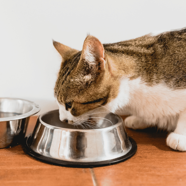 A cat enjoying food