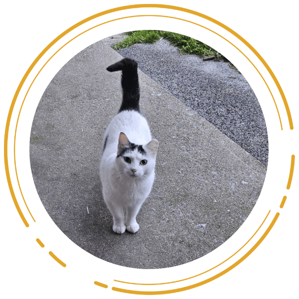 A black and white cat stands confidently on a sidewalk