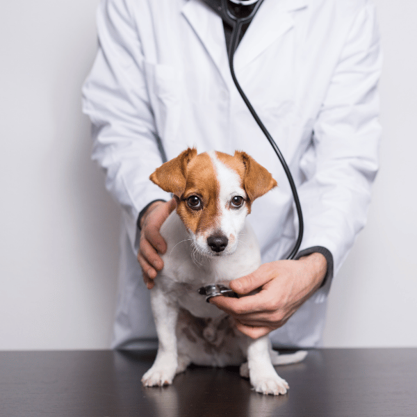 A veterinarian examines a dog