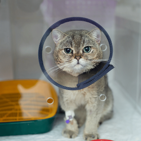 A cat wearing a cone around its head